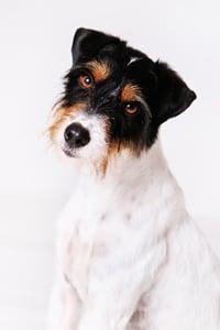 Bernie the bed bug sniffing dog.  Bernie was the first canine member of our growing K9 detection team.