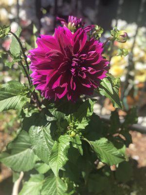 Flower garden in full bloom Dahlias, Roses, Sunflowers and many more