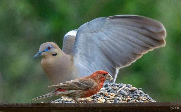 House finch