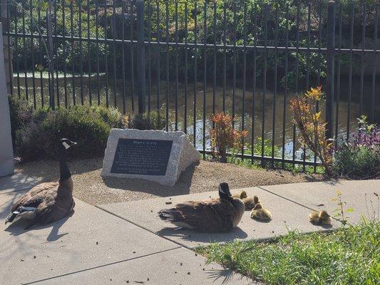 Goose family outside the Library