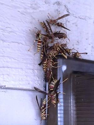 Wasps' nest outside sliding door