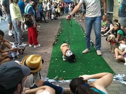 Lofty Dog Winter Wear Fasion Show at #Barkitecture #atx