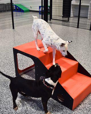 paws chilling out in play area