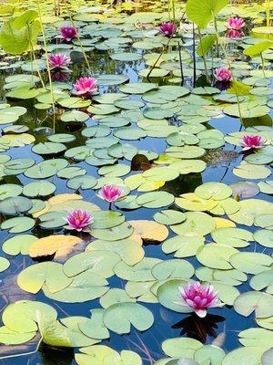 Lotus Lake