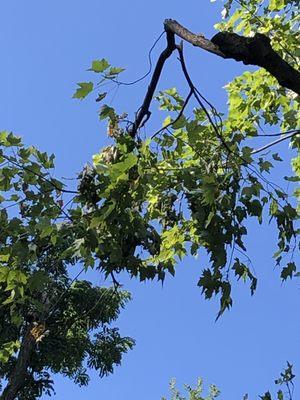 Other dangling limbs on my tree from the damage done by AAA