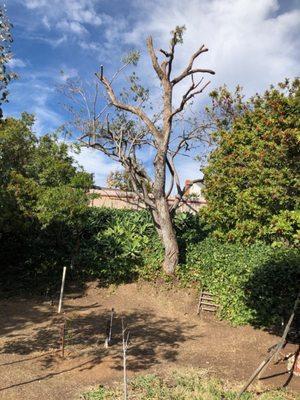 Tree trimming