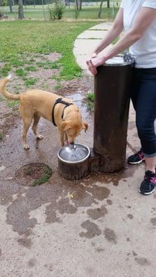 Great water fountain for the dogs