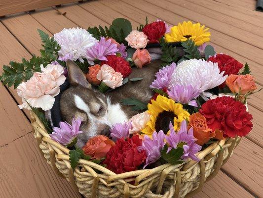 Paco surrounded by beautiful flowers