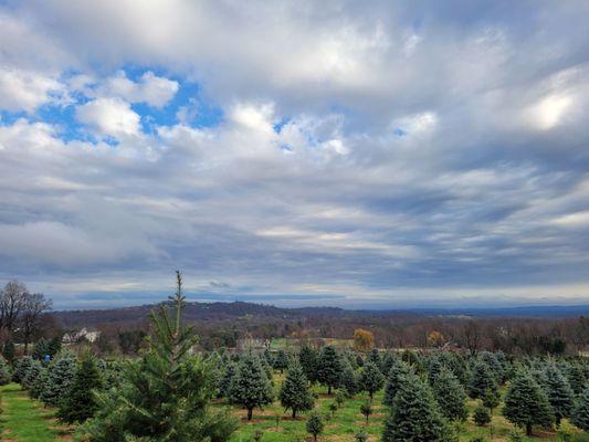 Beautiful tree farm!