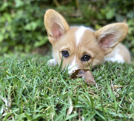 Puppy eyes!