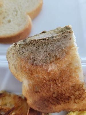 Moldy bread