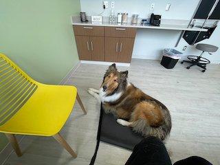 Finley enjoying the spacious and clean exam room.