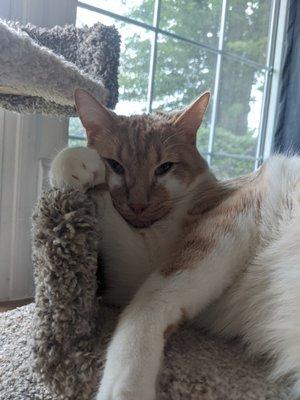 Stan chilling on his cat tree.