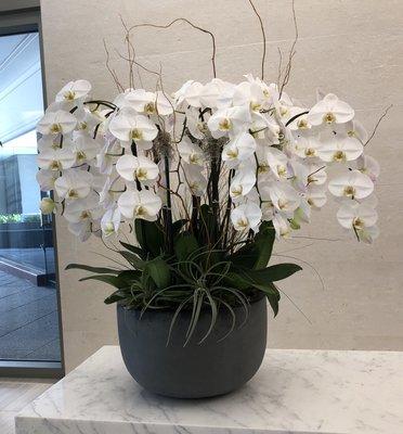 Large Orchid Arrangement