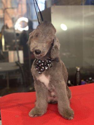 Bedlington Terrier Puppy First Hair Cut.