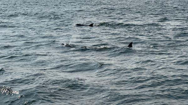 Dolphins!!