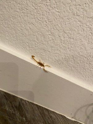 Bark scorpion