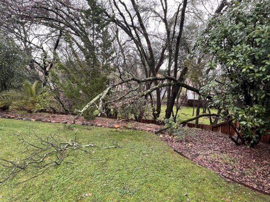 Fallen tree