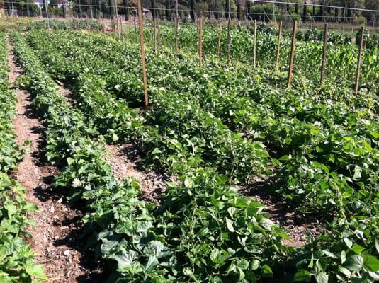 Sweet Peas and Corn growing at Eli's Farm