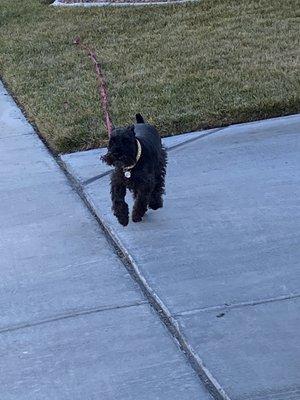 Licky strutting across the park, looking good