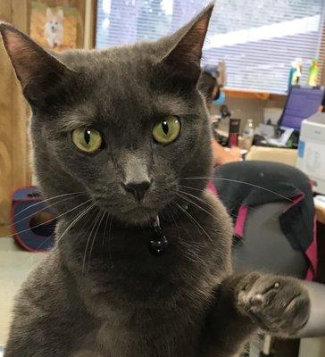 Meet Triple, our fist bumping, high fiving clinic cat