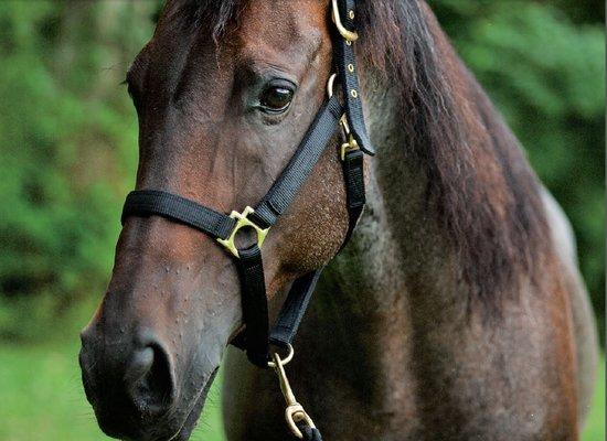 Pony Rides & Farm Animal Experience