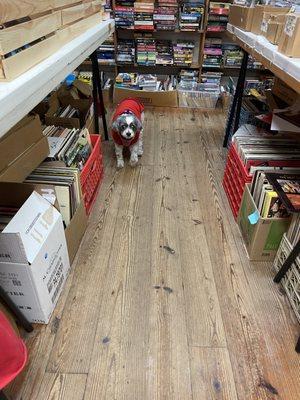 Layla loves Newtown Book and Record store!