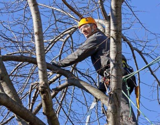 Robles Tree Service