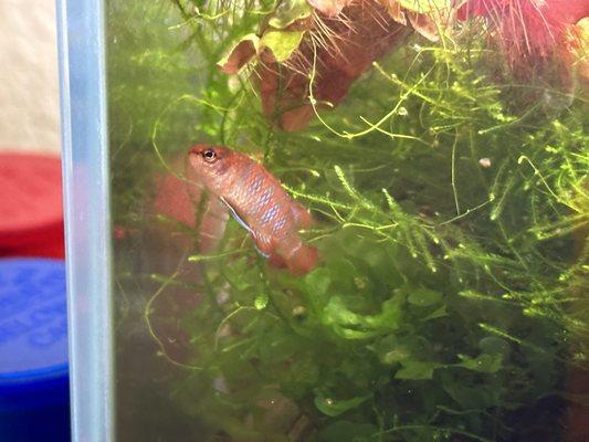 My Scarlet Badis from Aqua Lab Aquaria. Happy in his new home.