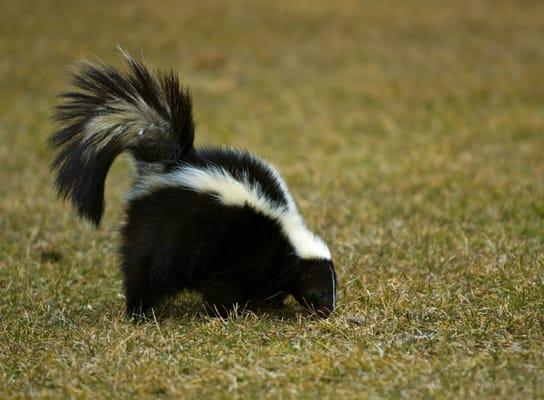 Skunk