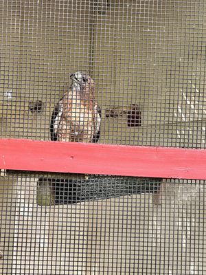 Red tailed hawk