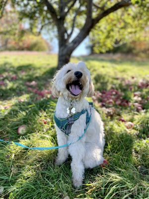 Puppy posing for a picture in front of an apple tree with apples on the ground