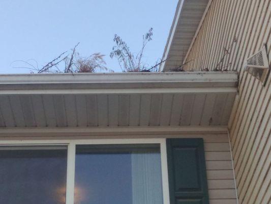 Plants growing out of rain gutters. Tracy won't have the gutters cleaned.