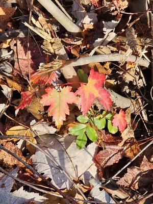 Mount Tom State Park