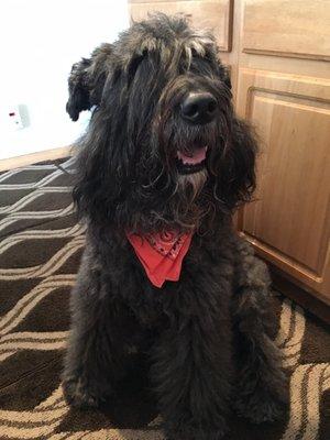 Winter coat on Michi the Happy Bouvier