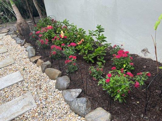 Fiesta hibiscus & pentas