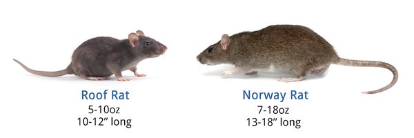 roof rats or norway rats - the type of rats you have invading your home makes a big difference in trapping strategies used to remove rats