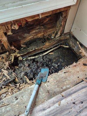 Rotted frame under window