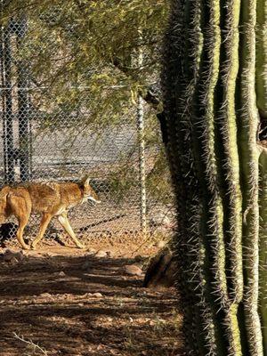 Mexican wolf