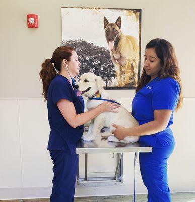 Dr. Beach and Elizabeth - Puppy wellness visit