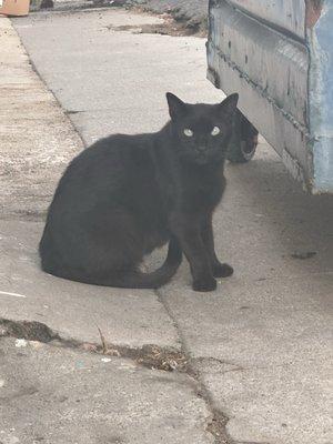 His name is Drew and he hangs outside the store (his name may not be Drew I just kind of named him myself)