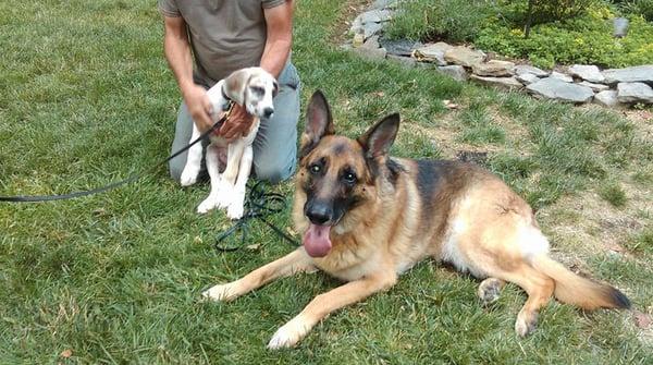 Gustof my number one puppy trainer with Otis.