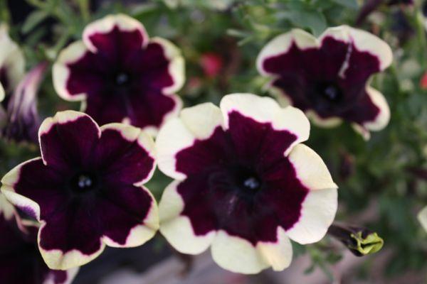 Particulary Pretty Petunias!