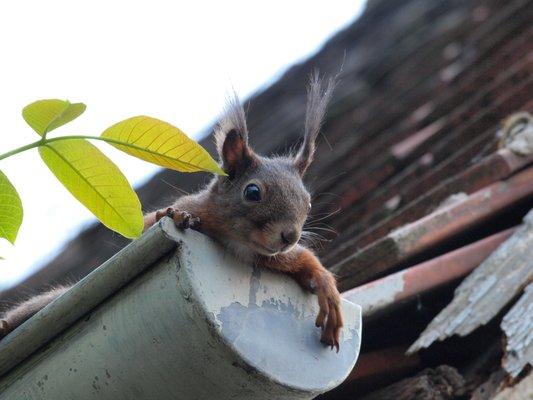 Gutter Cleaning