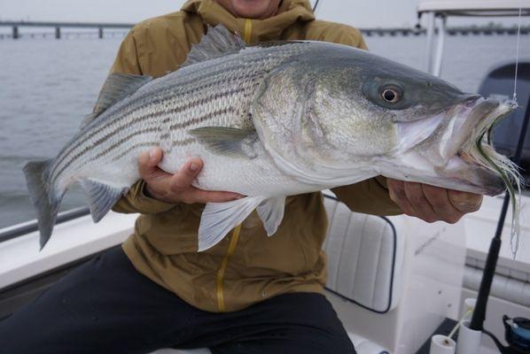 Striper caught on the fly with Capt Cortes April 2024.