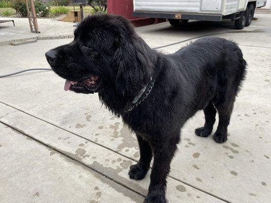 Zella, 4y/o Newfoundland