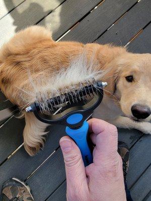 A single pass of an undercoat rake 15 minutes after her supposed "20 minutes of brushing with the Furminator tool".