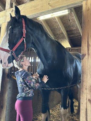 Karen Cobbs and one of her champion Clydesdales.