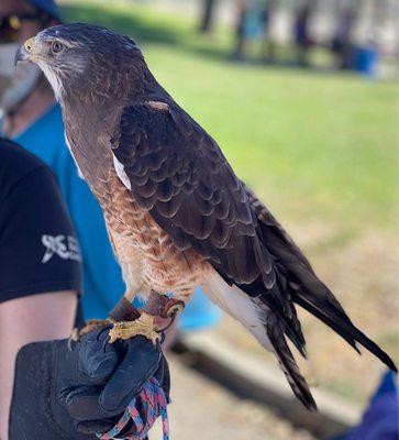 Effie Yeaw Nature Center booth, a Falcon!