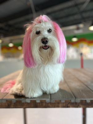 Missy loves playing in the large indoor daycare area!